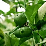 Milat Апартаменты