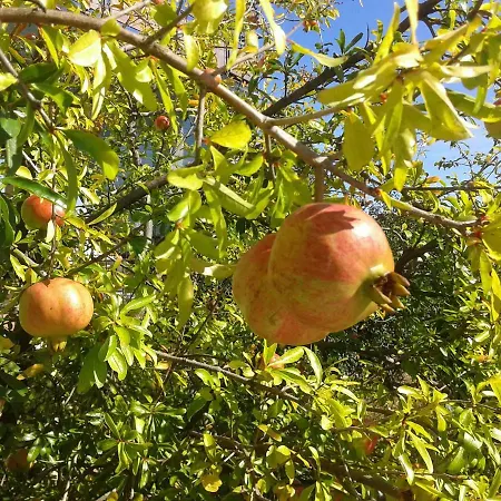 Milat تروغير